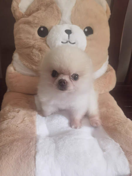 Kawaii Animals Cushion