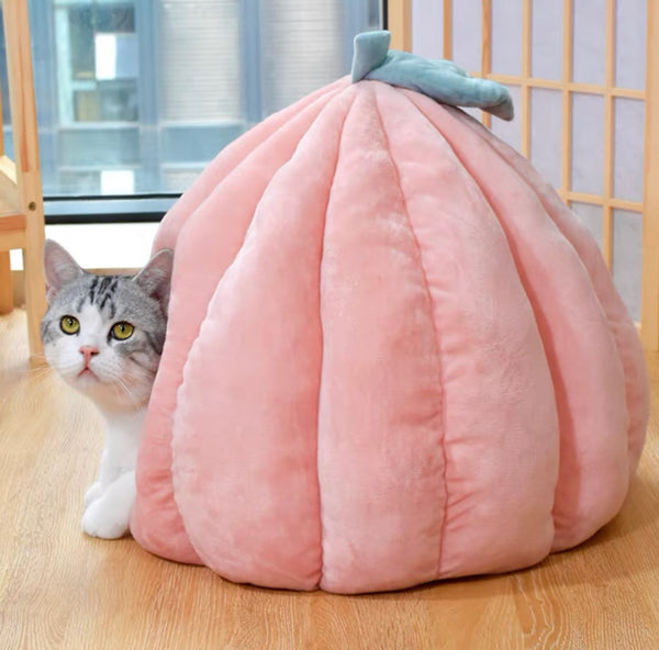 Funny Cat House