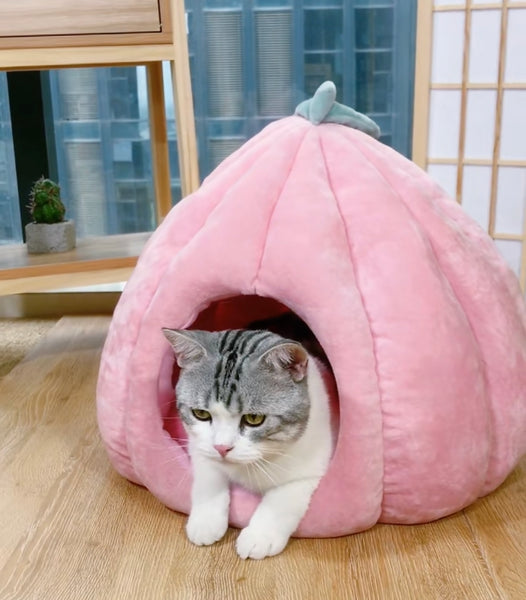 Funny Cat House