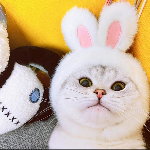Cute Bunny Cats Hat