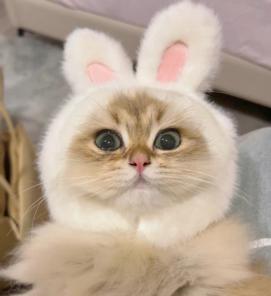 Cute Bunny Cats Hat
